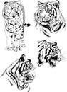 Tiger drawn with ink from the hands of a predator tattoo Royalty Free Stock Photo